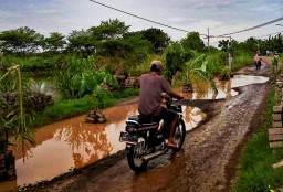 Ditanami Pohon Pisang, Jalan Bringkang ke Pranti Mirip Kubangan Kerbau