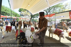 Ratusan Domba dan Kambing Ikuti Kontes Ternak di Kabupaten Pasuruan