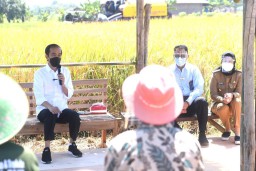 Tinjau Panen Padi, Jokowi: Tidak Ada Impor Beras hingga Juni