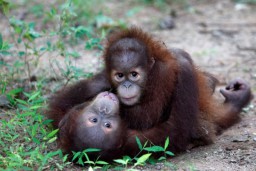 Dua Orangutan Korban Selundupan akan Menjalani Rehabilitasi