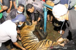 Harimau Sumatera Ditangkap Petugas BKSDA