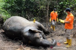 Gajah Liar Ditemukan Mati di Aceh Jaya