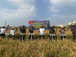 Kolaborasi TNI AL dan Pemkot Surabaya Wujudkan Ketahanan Pangan Lewat Panen Raya Serentak