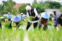 Jawa Timur Sumbang Seperempat Laju Tanam Padi Nasional