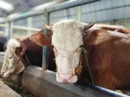 Jelang Idul Adha, Pemkot Bandung Siapkan Pemeriksaan Kesehatan Hewan Kurban