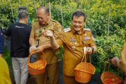 Pemprov Jateng Genjot Produksi Cabai, Kredit Murah Petani Jadi Senjata Tekan Inflasi