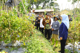 Khofifah Minta Bupati/Wali Kota Serap Tomat Petani, Atasi Deflasi dan Jaga Harga