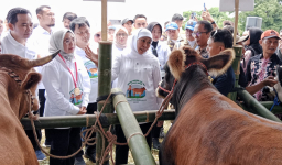 Jawa Timur Dorong Swasembada Daging Lewat Gerakan Serentak Inseminasi Buatan