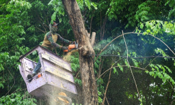 Pemkot Surabaya Genjot Perantingan Pohon, Waspadai Risiko Saat Hujan Lebat