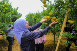 Khofifah Ajak Warga Kurangi Jeruk Impor dari Kebun Tutur Pasuruan
