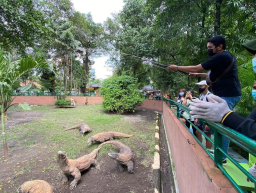 Pengunjung Tembus 2,1 Juta, Perusahaan Daerah Taman Satwa Kebun Binatang Surabaya Siapkan Restocking Komodo ke NTT