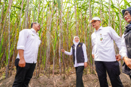 Kediri Jadi Pusat Tanam Perdana Tebu, Jatim Perluas Lahan Produksi Gula
