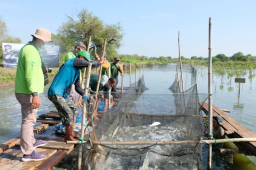 Surabaya Kembangkan Silvofishery untuk Tingkatkan Hasil Tambak dan Ekosistem Pesisir