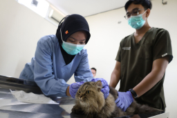 Pemkot Surabaya Siapkan Program Steril Gratis Kucing Lokal bagi Warga