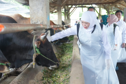 Khofifah Pastikan Stok Hewan Kurban Jatim Aman dan Sehat