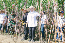 Khofifah Pimpin Panen dan Tanam Tebu Serentak, Jatim Perkuat Langkah Menuju Swasembada Gula