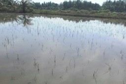 Banjir di Aceh Utara Rugikan Petani hingga Rp 42,3 Miliar