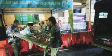 Satpol PP Surabaya Tangkap Pencuri Sarpras Pemkot dengan Penyamaran, Aksi Dramatis Dini Hari