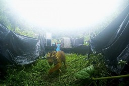 Sepasang Harimau Sumatera Dilepaskan ke Habitatnya