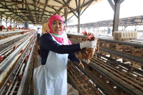 Populasi Sapi Potong, Sapi Perah dan Ayam Petelur Jatim Tertinggi Nasional