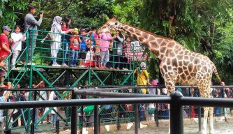 Kebun Binatang Surabaya Meriahkan Hari Kedua Lebaran dengan Koleksi Baru dan Hiburan Menarik