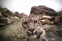Lockdown, Macan Tutul Langka Terlihat di Kazakhstan