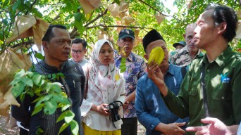 Festival Belimbing Jingga, Angkat Ikon Buah Khas Jepara