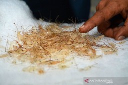Selama 2020 KKP Gagalkan Penyelundupan 896.238 Benih Bening Lobster