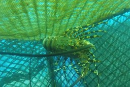 Kabar Gembira, KKP Siap Beri Bantuan Petani Lobster