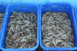 KKP Salurkan 60.000 Benih Udang Windu ke Petani Tarakan