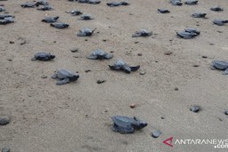 Enam Penyu Penjelajah Dunia Bertelur di Raja Ampat
