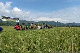 Pemkab Kulon Progo Cetak Sawah 50 Hektare per Tahun