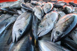 Tuna Sirip Kuning Penuhi Standar Sertifikasi Perikanan Global