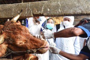 Gubernur Khofifah Kawal Langsung Pengobatan Hewan Ternak