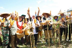 Jagung Reog 234 Hasil Inovasi Masyarakat Ponorogo, Berkualitas Unggul dan Tahan Cuaca Ekstrem