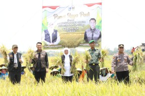 Padi Inpari 32 HDB, Varietas Unggul yang Tahan Penyakit Hawar Daun Bakteri