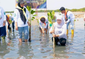 Gubernur Khofifah Tanam Bibit Mangrove Pada Festival Mangrove Ke-VI Jatim di Sumenep