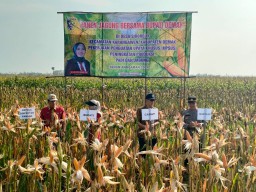 Pemkab Demak Berkomitmen Menjaga Stabilitas Harga Jagung