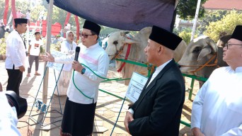 Penjabat Gubernur Jawa Timur Adhy Karyono Serahkan Sapi Kurban di Masjid Al-Akbar Surabaya