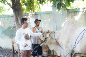 Idul Adha 2024, PKB Jawa Timur Distribusikan Hampir 1.000 Hewan Kurban