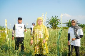 Khofifah Panen Bunga Sedap Malam Bersama Petani Milenial di Pasuruan