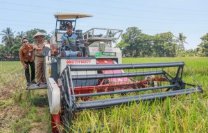 Jawa Tengah Catat Produksi Padi 8,85 Juta Ton di Akhir 2024, Berkontribusi Besar untuk Pangan Nasional
