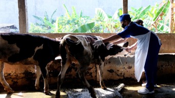 Pemkot Surabaya Target 600 Ekor Sapi