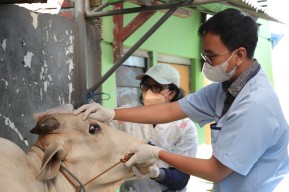 Pemkot Surabaya Terjunkan Tim untuk Lakukan Pengecekan Kesehatan Hewan Kurb