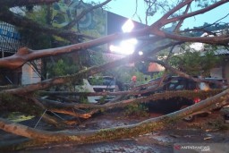 Dua Pengendara Motor di Bandung Tewas Tertimpa Pohon