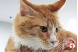Brimob Banting Kucing, Mabes Polri Langsung Menyelidiki