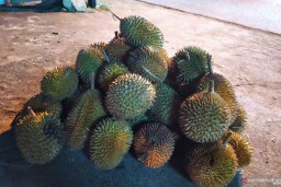 Curah Hujan Tinggi, Durian Alam  Tidak Sebanyak Tahun Sebelumnya
