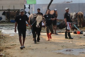 Pemkot Surabaya Imbau Masyarakat Tidak Buang Limbah Rumen Hewan Kurban Sembarangan