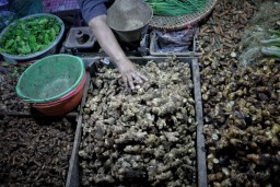 Jahe di Pasar Jagir dan Soponyono Rungkut Melambung