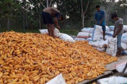 Pemkab Barito Timur Fokus Kembangkan Jagung Komposit